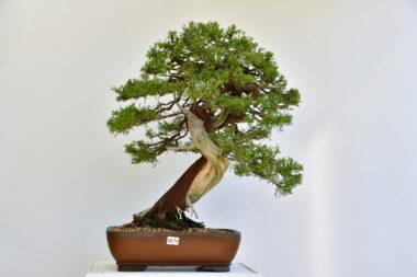Juniperus chinensis