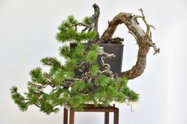 Pinus mugo, Kaskade