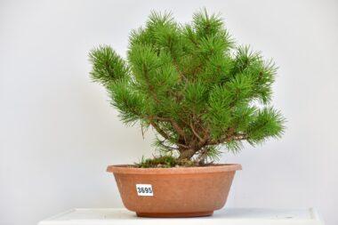 Pinus mugo, Bergkiefer