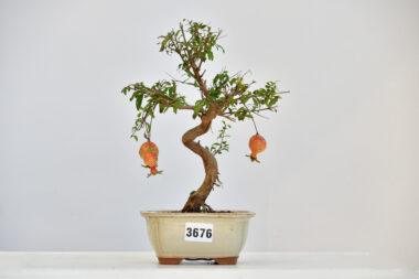 Granatapfel