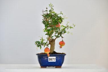 Granatapfel
