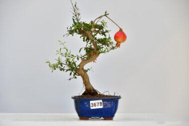 Granatapfel
