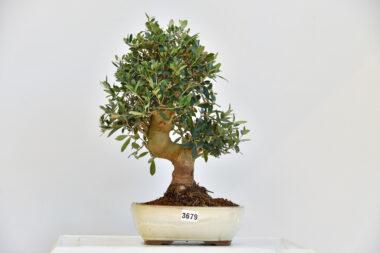 Olivenbaum