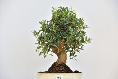 Olivenbaum