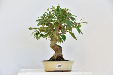 Malus, Apfelbaum