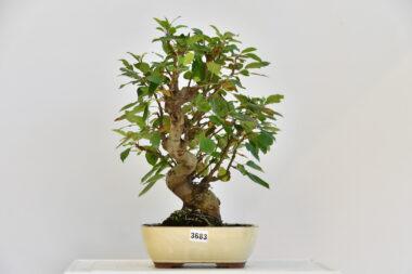 Olivenbaum