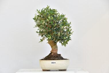 Olivenbaum