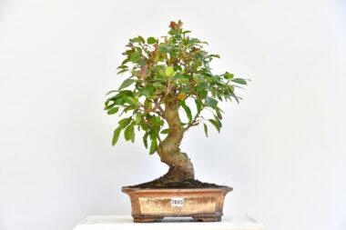 Malus, Apfelbaum