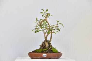 Winterjasmin