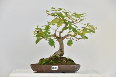 Querkus, Stieleiche
