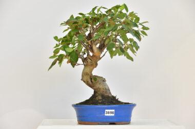 Malus, Apfelbaum