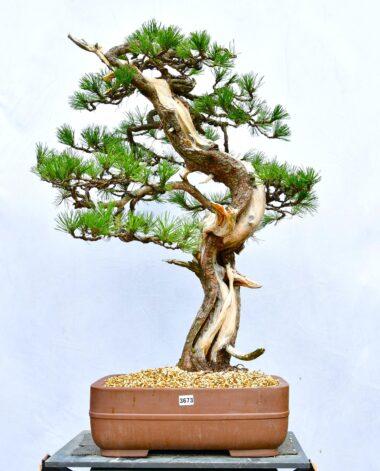 Pinus mugo, Bergkiefer