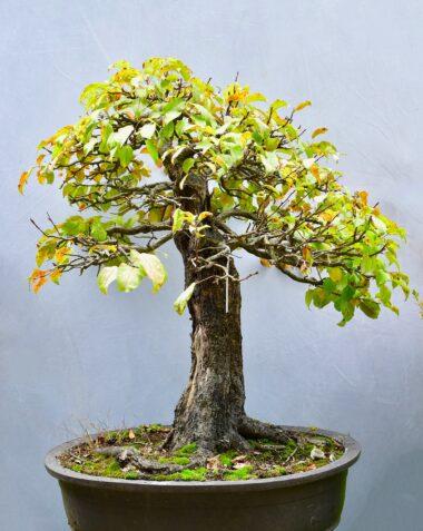 Malus, Apfelbaum