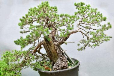 Pinus sylvestris
