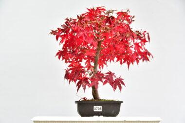 Acer osakazuka