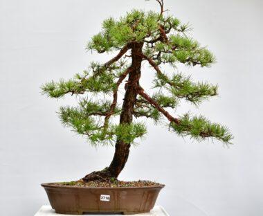 Pinus sylvestris