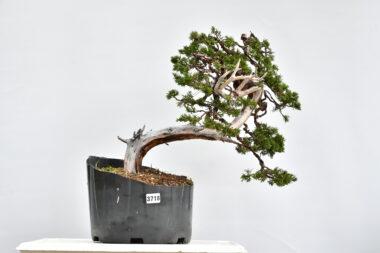 Juniperus sabina