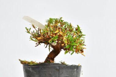 Satsuki Azalee Korin