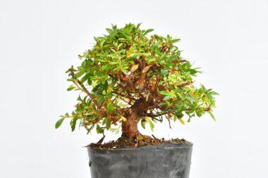 Satsuki Azalee Korin